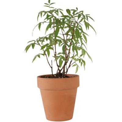 万寿菊可食用阳台盆栽