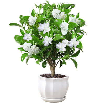 丁香花盆栽植物室内阳台九里香树苗狗牙花好养活净化空气花卉绿植