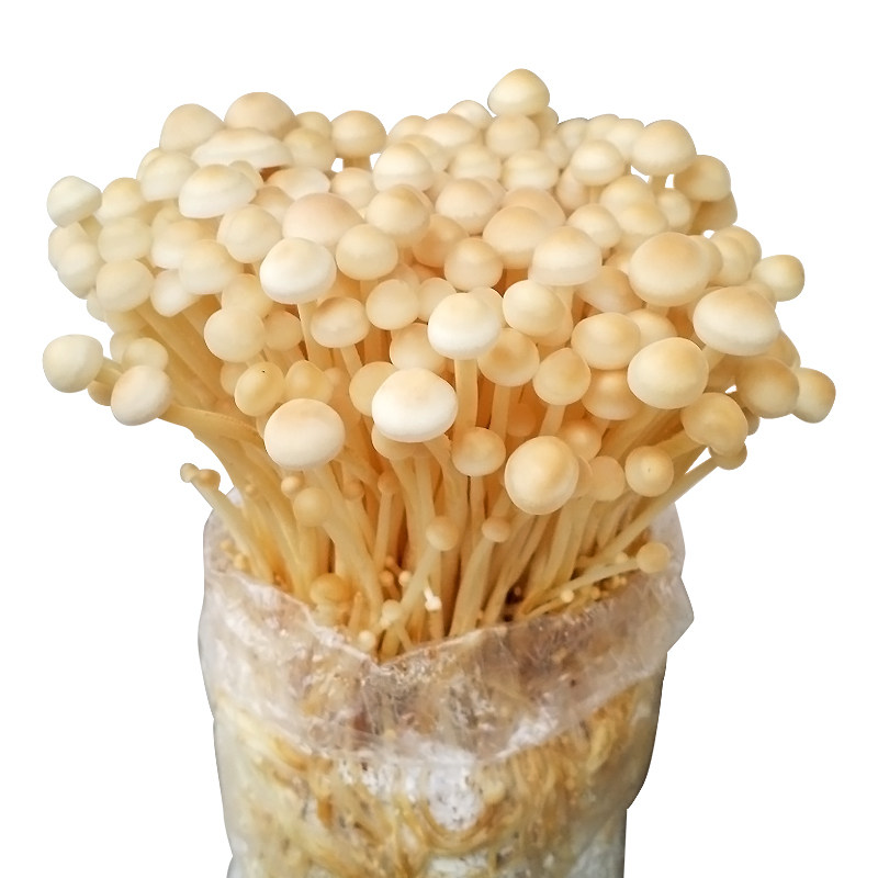 金针菇菌包蘑菇种植包蘑菇菌包食用菌家庭种蘑菇多肉植物阳台种植