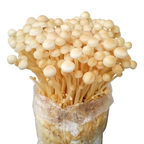 蘑菇女王金针菇家庭养植阳台种植食用菌菌包菌种蘑菇种子食用菌