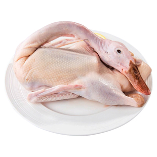 正宗农家散养青头鸭绿头野鸭清水鸭整只新鲜现杀公鸭老麻鸭土鸭子