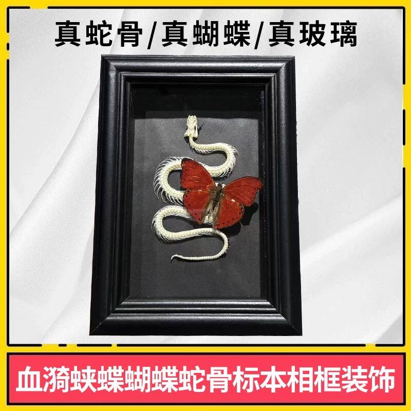 血漪蛱蝶蝴蝶蛇骨标本相框装饰画礼物摆件小众摆台生日礼物精致