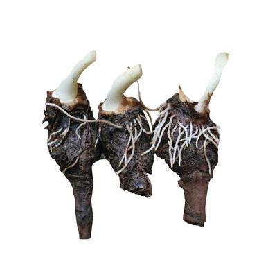 新鲜易活荔浦芋头香芋产地直销