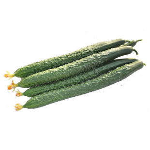 水果黄瓜种子苗春秋蔬菜籽种大全四季旱黄瓜种籽盆栽大春黄瓜种孑