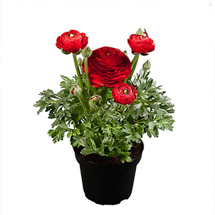 进口花毛茛种球3球洋牡丹花球根花卉植物多年生室内阳台冬季