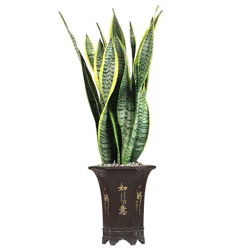 虎皮兰好养易活金边银麦植物花卉