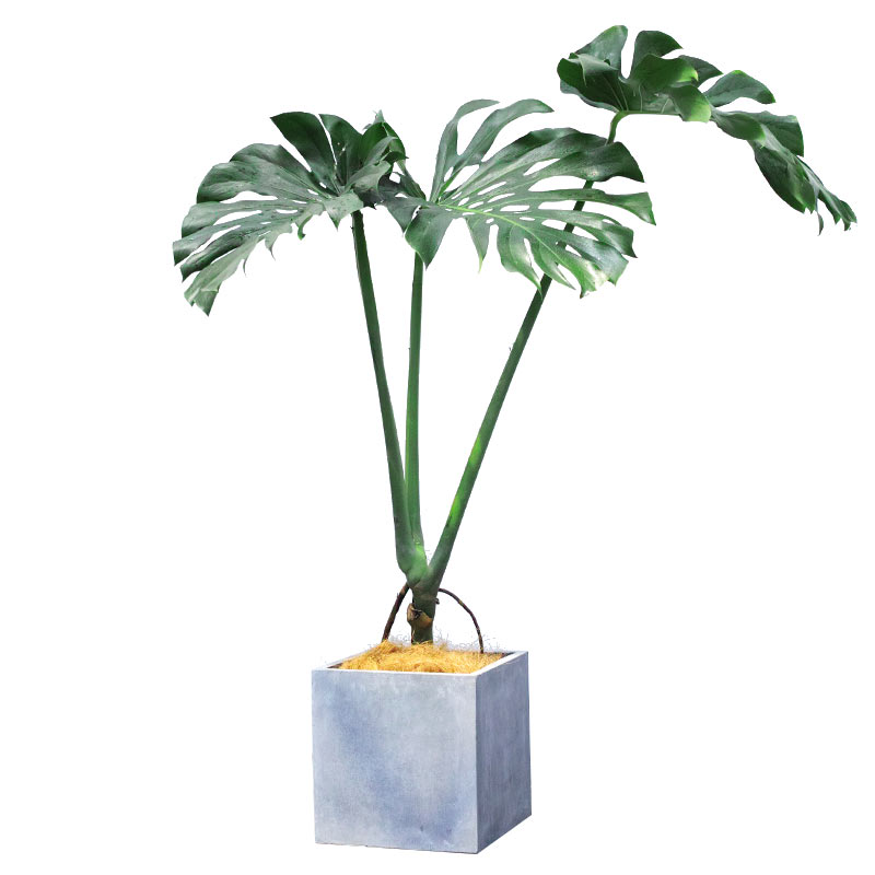 龟背竹绿植老桩北欧风龟背竹美观