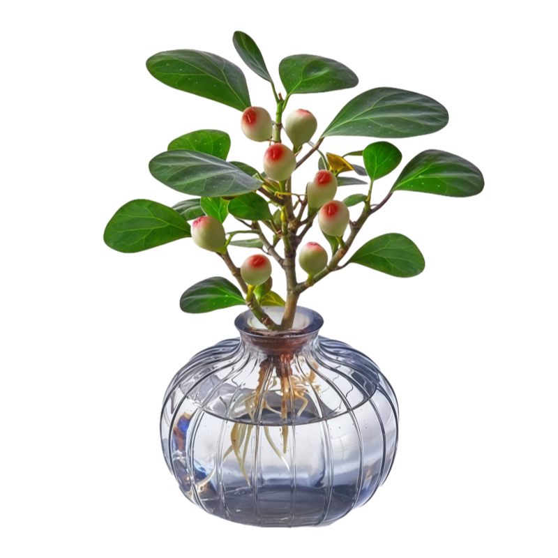 水培植物带果小盼菩提树苔藓球植物办公客厅室内桌面绿植四季盆景