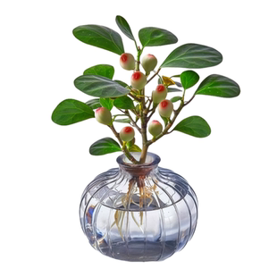 水培植物带果小盼菩提树苔藓球植物办公客厅室内桌面绿植四季盆景