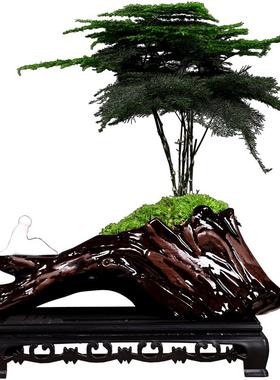 禅意风文竹盆栽客厅玄关装饰摆件