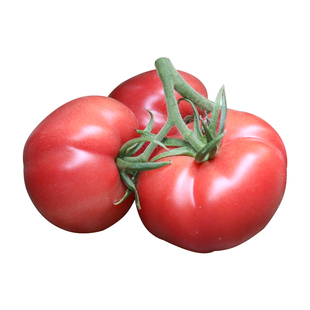 普罗旺斯西红柿种子苗老品种沙瓤壤大番茄籽种高产四季蔬菜籽秧苗