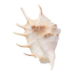 【螺贝艺】天然海螺贝壳蜘蛛螺七角螺家居装饰鱼缸水族造景拍摄