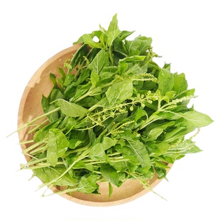 新鲜甲抛叶打抛叶塔抛泰式香料菜调味调料食用食材蔬菜嘎抛越菜