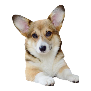 法国德美丝肤精灵犬用项圈温和植物精油安抚情绪宠物狗狗应激反应