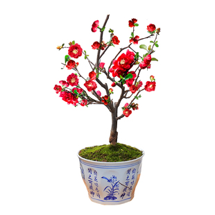 长寿冠海棠花重瓣日本海棠盆栽庭院阳台观花盆景耐寒冬季开花植物