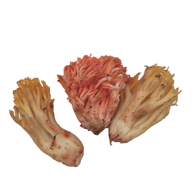 新鲜竹荪菌花云南特产野生织金短裙红托鲜竹笙蘑菇500g空运包邮