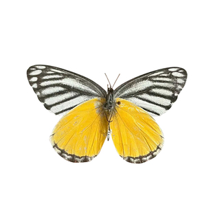 真蝴蝶原蝶奥古斑粉蝶未展翅蝴蝶标本制作diy手工材料A1/A-品质