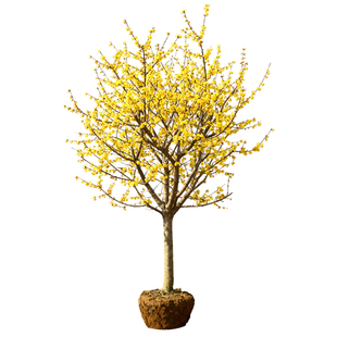 正宗腊梅花树苗庭院地栽耐寒冬季开花卉植物阳台浓香高杆原生腊梅