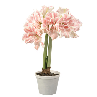 朱顶红初恋进口单重瓣种球花种子庭院阳台园艺土培虹越朱顶红花球