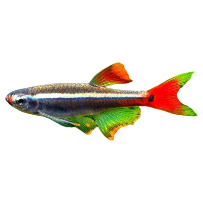 瑰丽金丝改良基因群游鱼水族乡