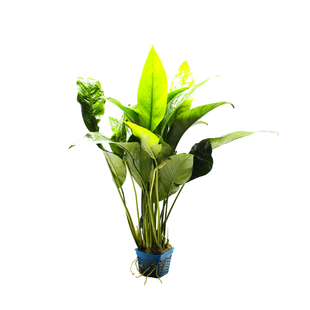 丹麦榕水草鱼缸造景大叶榕生态水草植物造景绿植盆栽植物装饰盆景