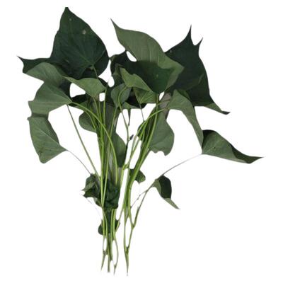 临安小香种植苗地瓜山芋红薯藤