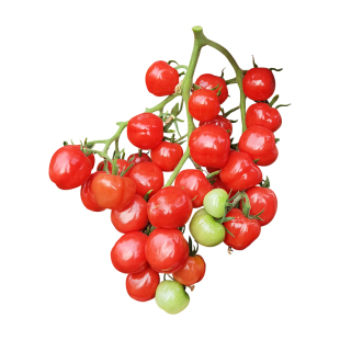 西红柿种苗千禧圣女果小番茄种子四季盆栽蔬菜苗秧孑菜苗批发秧苗