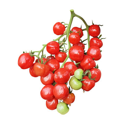 西红柿种苗四季盆栽蔬菜苗秧孑