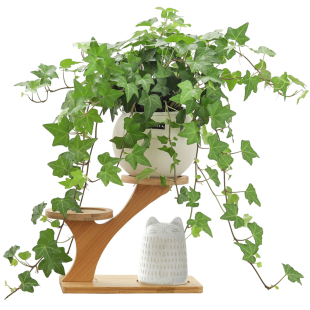 常春藤盆栽花卉植物室垂吊爬藤绿植内净化空气盆景花苗吊兰