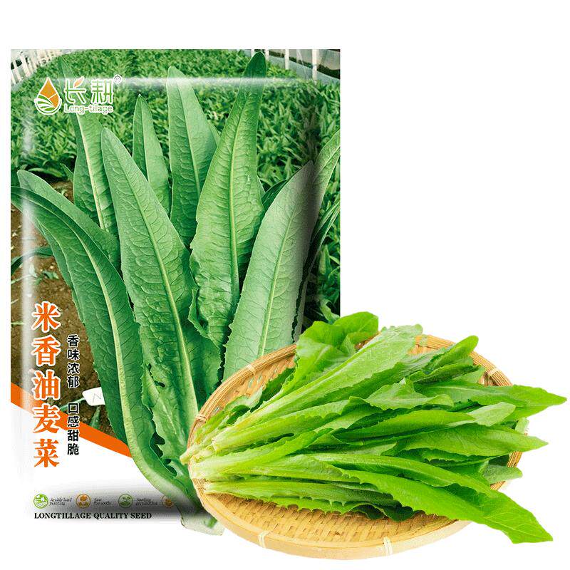 油麦菜籽种米香麦菜种子大全春秋四季阳台种苗孔雀菜蔬菜耐热种孑