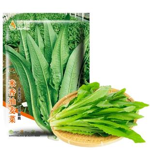 油麦菜籽种米香麦菜种子大全春秋四季阳台种苗孔雀菜蔬菜耐热种孑