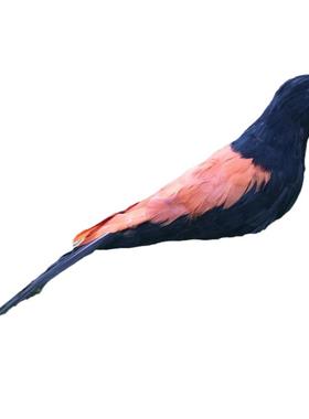 迷你版仿真红毛鸡羽毛鸡饰品装饰工艺品景观造景橱窗美陈教学