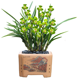 精品国宝级兰花苗春兰韶关荷带花苞浓香型室内盆栽花卉绿植物基地