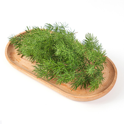 新鲜采摘蓬莱松摆盘装饰点缀叶子