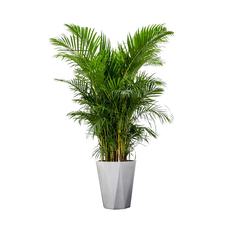 绿森室内办公室大型植物散尾葵