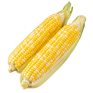 云南新鲜水果玉米当季甜脆爆浆生吃金银玉米甜脆包谷农家自种自销