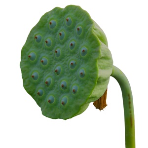 洪湖王文娟嫩莲蓬鲜嫩清甜空运
