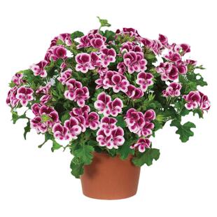 蝴蝶梅大花天竺葵盆栽春季重瓣四季带花苞发货卧室庭院客厅外包邮