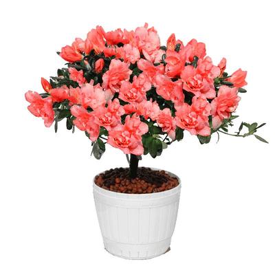 绿植盆栽大棵室内外阳台好养花卉