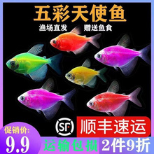新款天使鱼观赏鱼鱼苗观赏鱼好养耐活金鱼冷水鱼观赏鱼淡水热带鱼