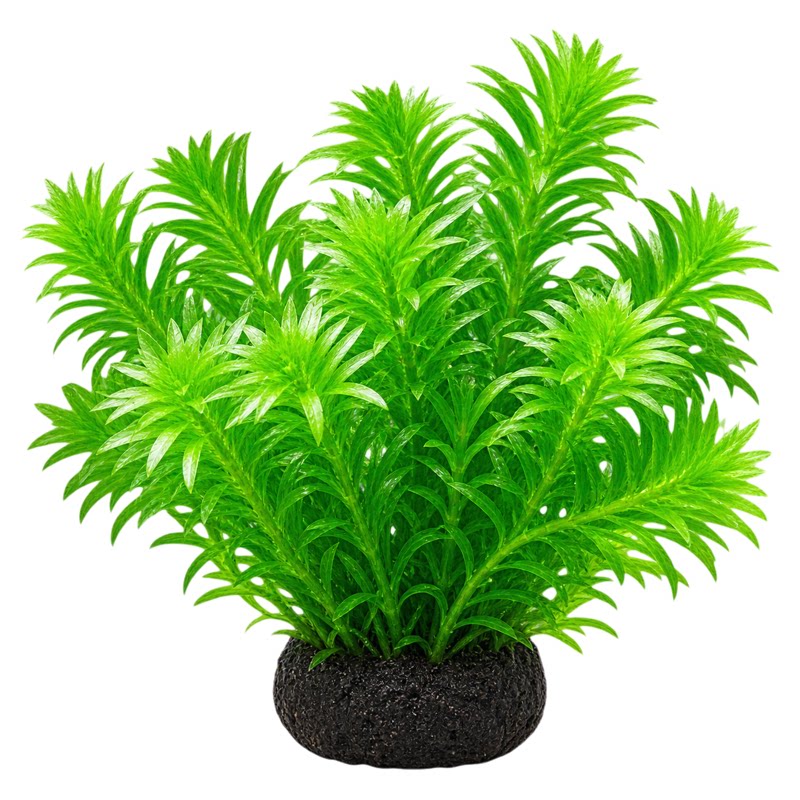 鱼缸增氧造景红宫廷蜈蚣水草