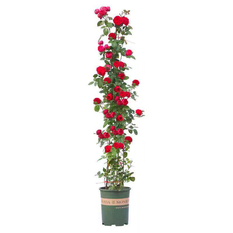 买2送1爬藤月季蔷薇花苗盆栽花卉四季开玫瑰庭院藤本植物阳台小苗