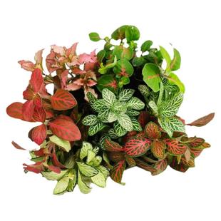 苔藓水陆缸植物室内办公室迷你盆栽绿植花卉水培植物网纹草蕨类