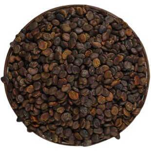 新黄芪种子特级中药材黄芪种籽春四季种植黄芪苗阳台盆栽蔬菜种孑