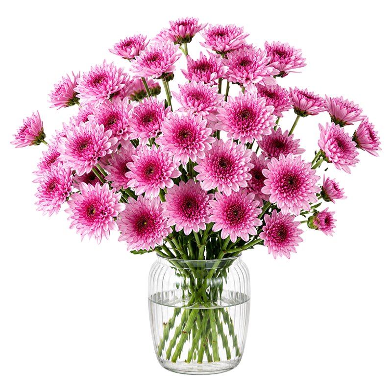 小雏菊鲜花花束顺丰次日达水培花