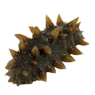 大连即食海参底播野生参辽刺参老人软糯滋补特价孕妇参500g单个装