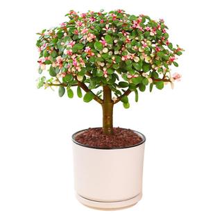 金枝玉叶盆栽老桩造型精品多肉植物稀有品种雅乐之舞盆景大株肉肉