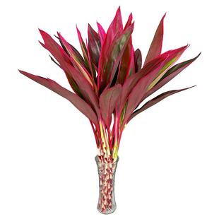 富贵竹水培植物客厅摆设盆栽绿植花卉植物室内花水养绿萝箩观音竹