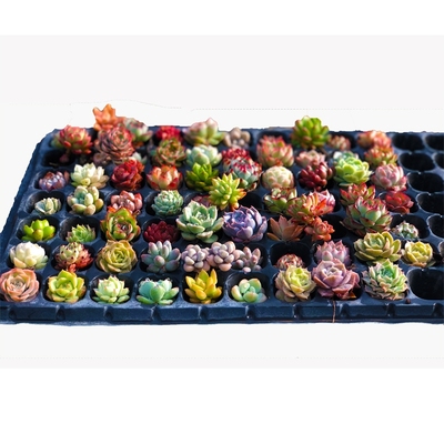 多肉植物组合套餐桃蛋玉露法师钱串花卉盆栽室内阳台桌面防辐射