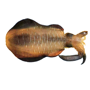 东山岛本港海鲜大尾鱿鱼软时刺身莱式拟乌贼井瓶枪乌贼软丝鱿鱼